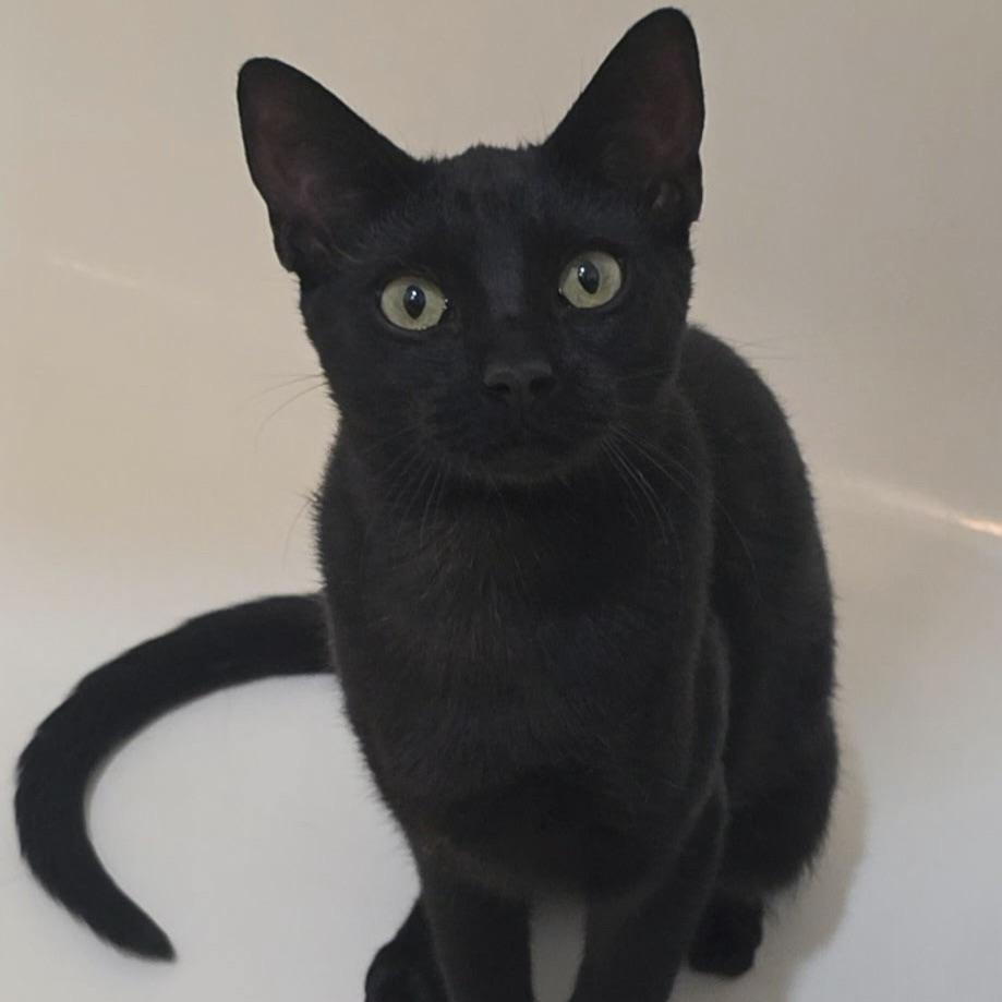 Olivia, Adopted, Kitten Female Domestic Short Hair.