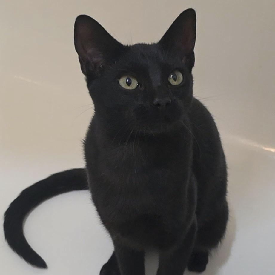 Enlarge Olivia, a Adopted Domestic Short Hair in Huntington Beach, CA image 4/4