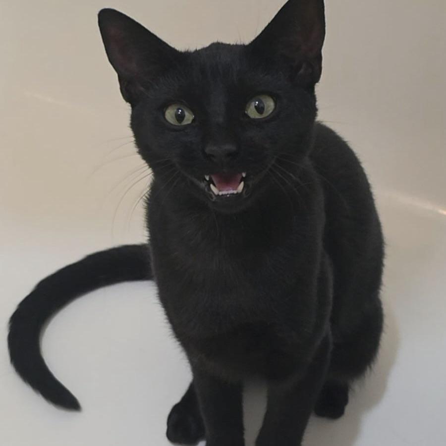 Enlarge Olivia, a Adopted Domestic Short Hair in Huntington Beach, CA image 2/4