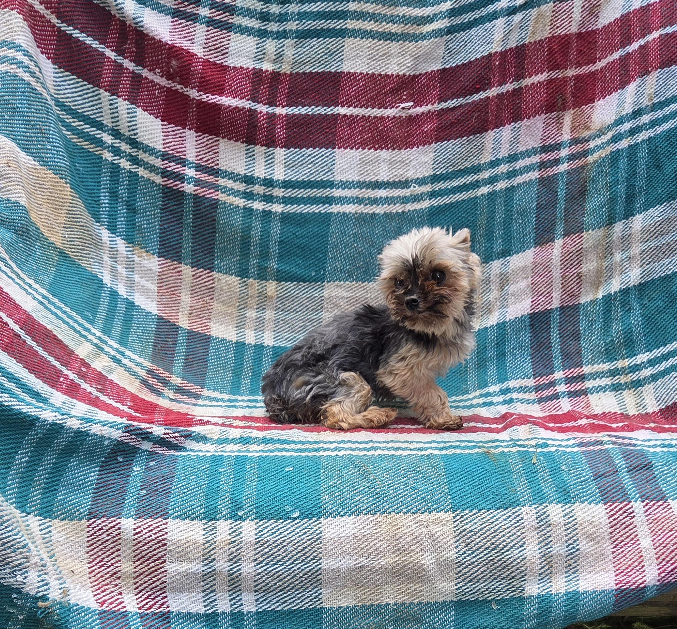 Tiny Yorkie Fiesty, a ADOPTABLE Yorkshire Terrier in Woodsfield, OH image 1/3