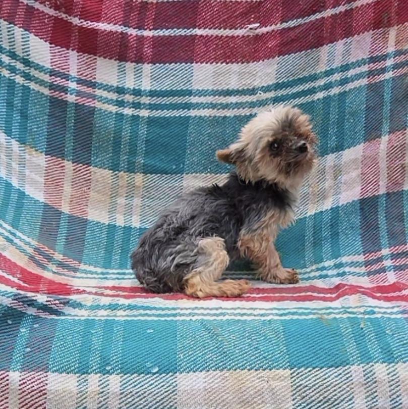 Tiny Yorkie Fiesty, a ADOPTABLE Yorkshire Terrier in Woodsfield, OH image 2/3