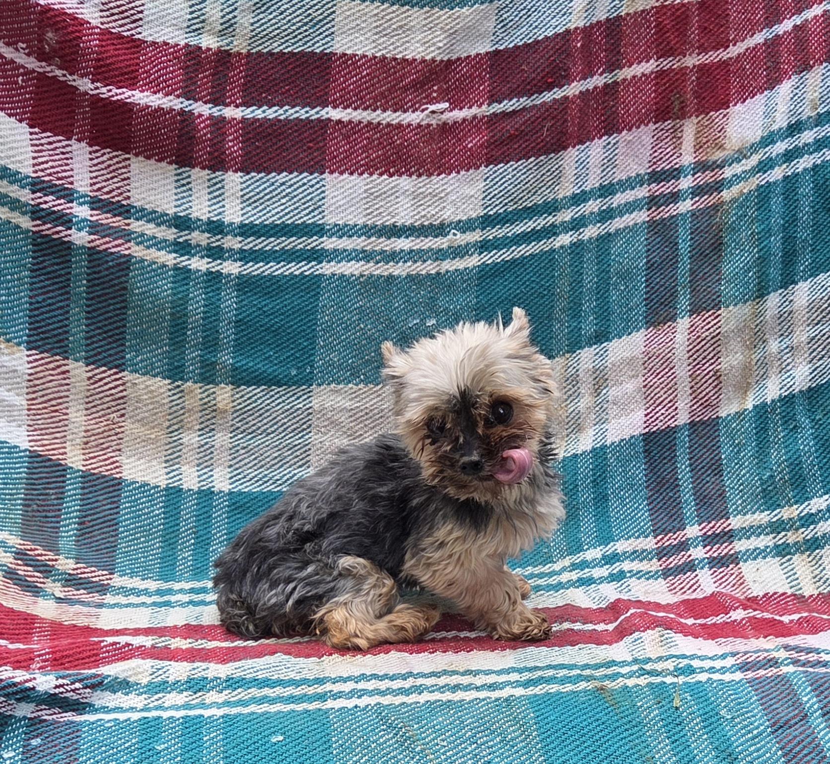 Tiny Yorkie Fiesty, a ADOPTABLE Yorkshire Terrier in Woodsfield, OH image 3/3