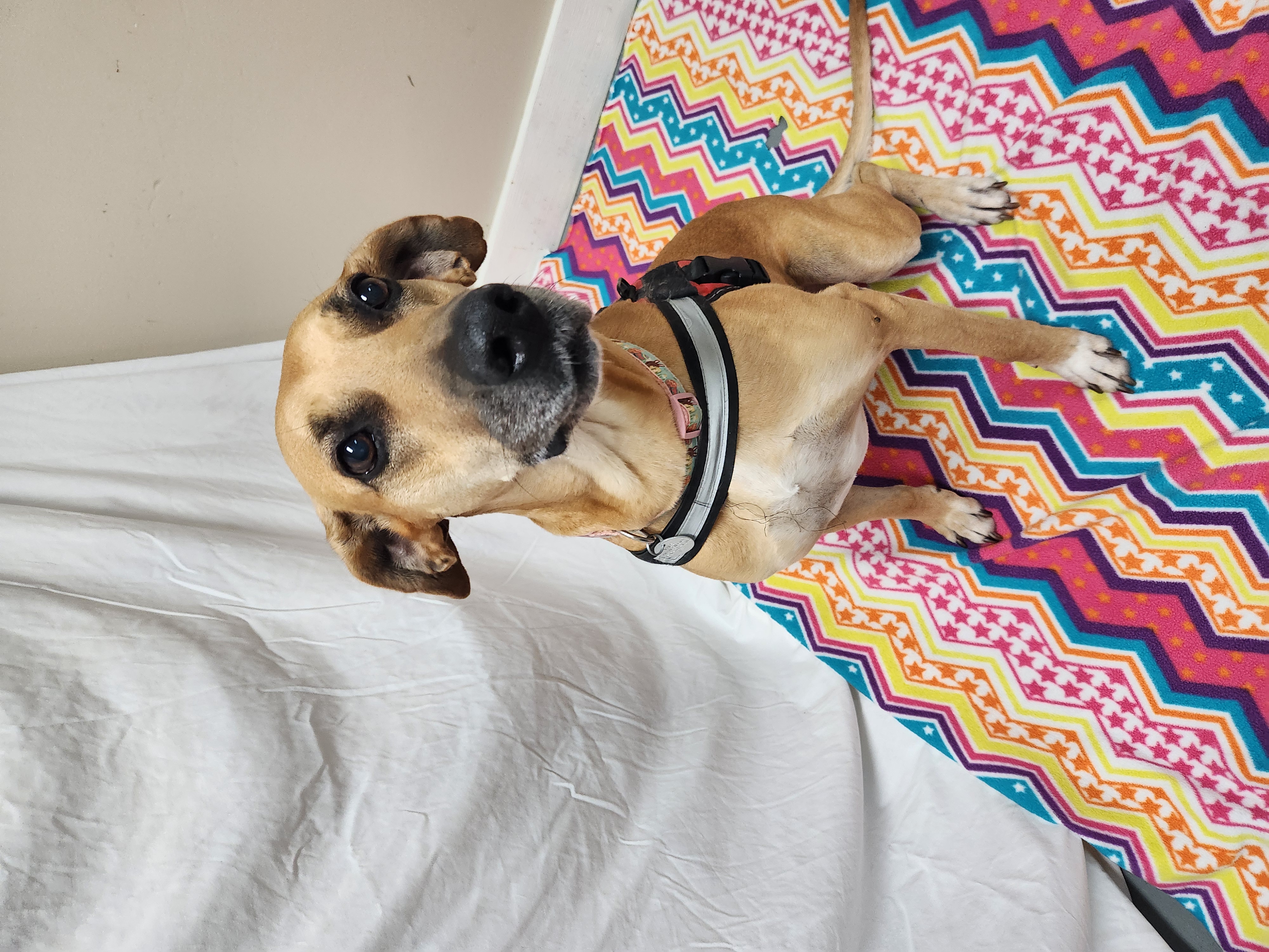 Loretta Jane, Adoptable, Young Female Great Dane.