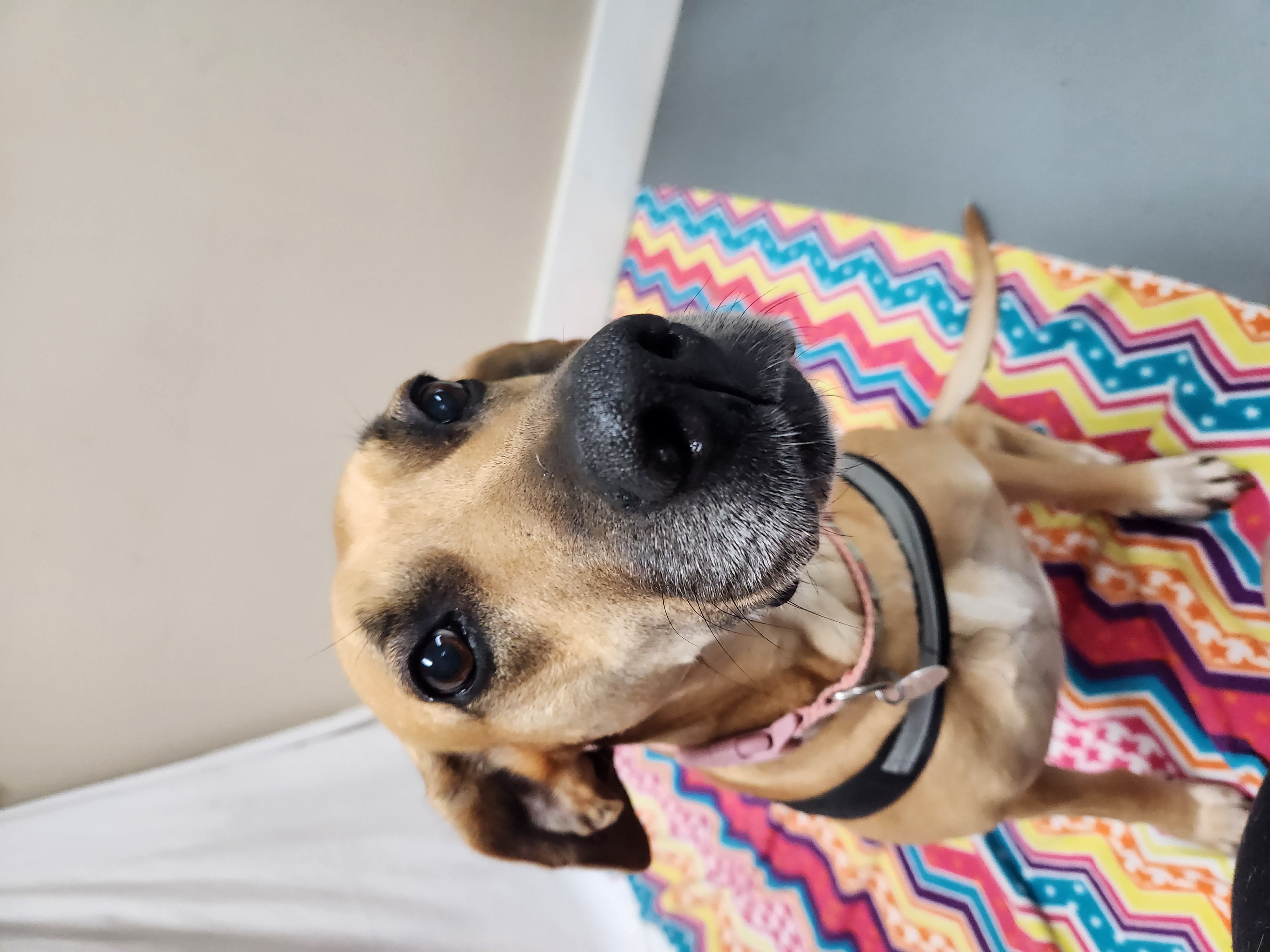 Loretta Jane, a Adoptable Great Dane in Hawk Point, MO image 2/4