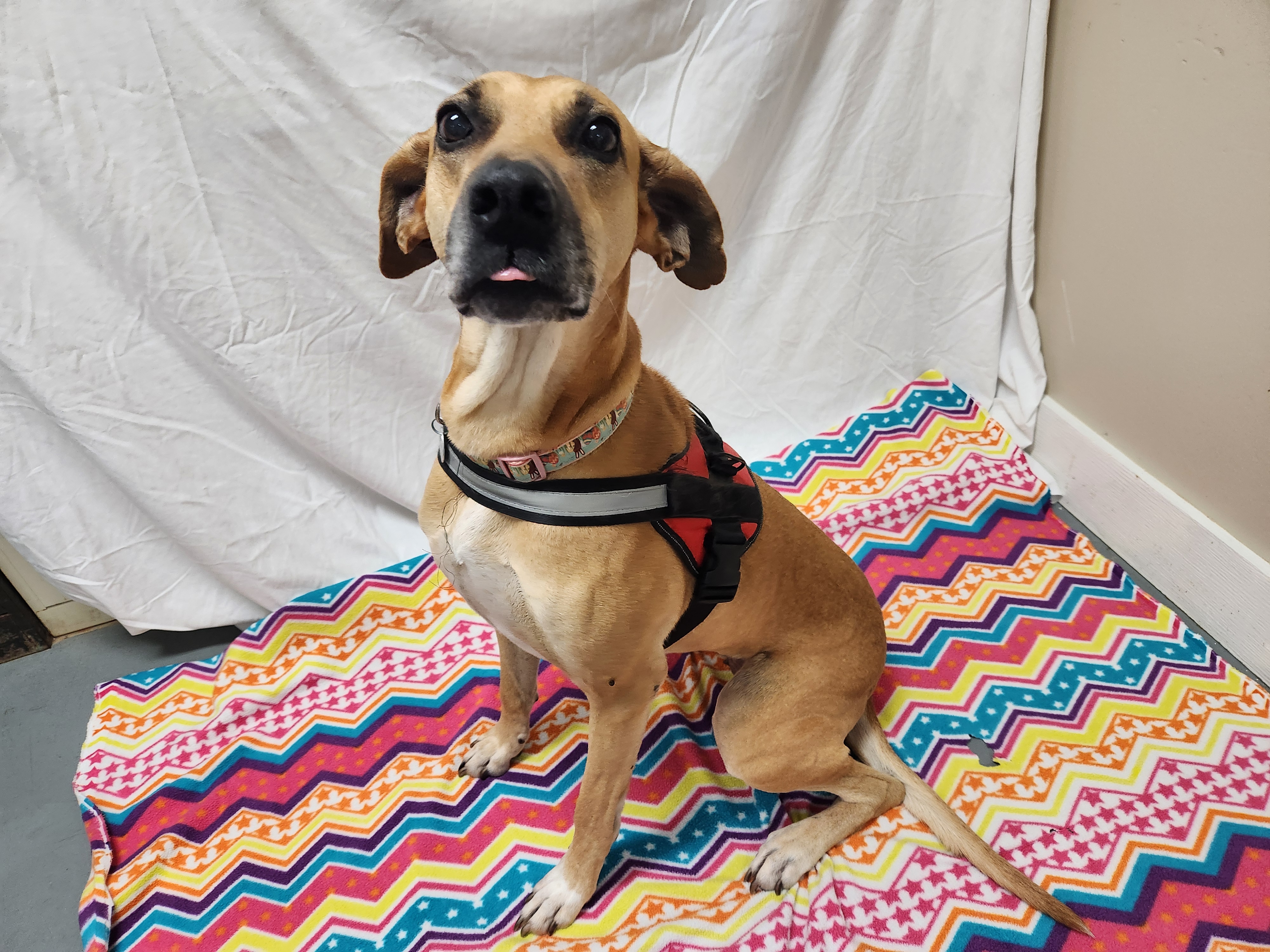 Loretta Jane, a Adoptable Great Dane in Hawk Point, MO image 3/4