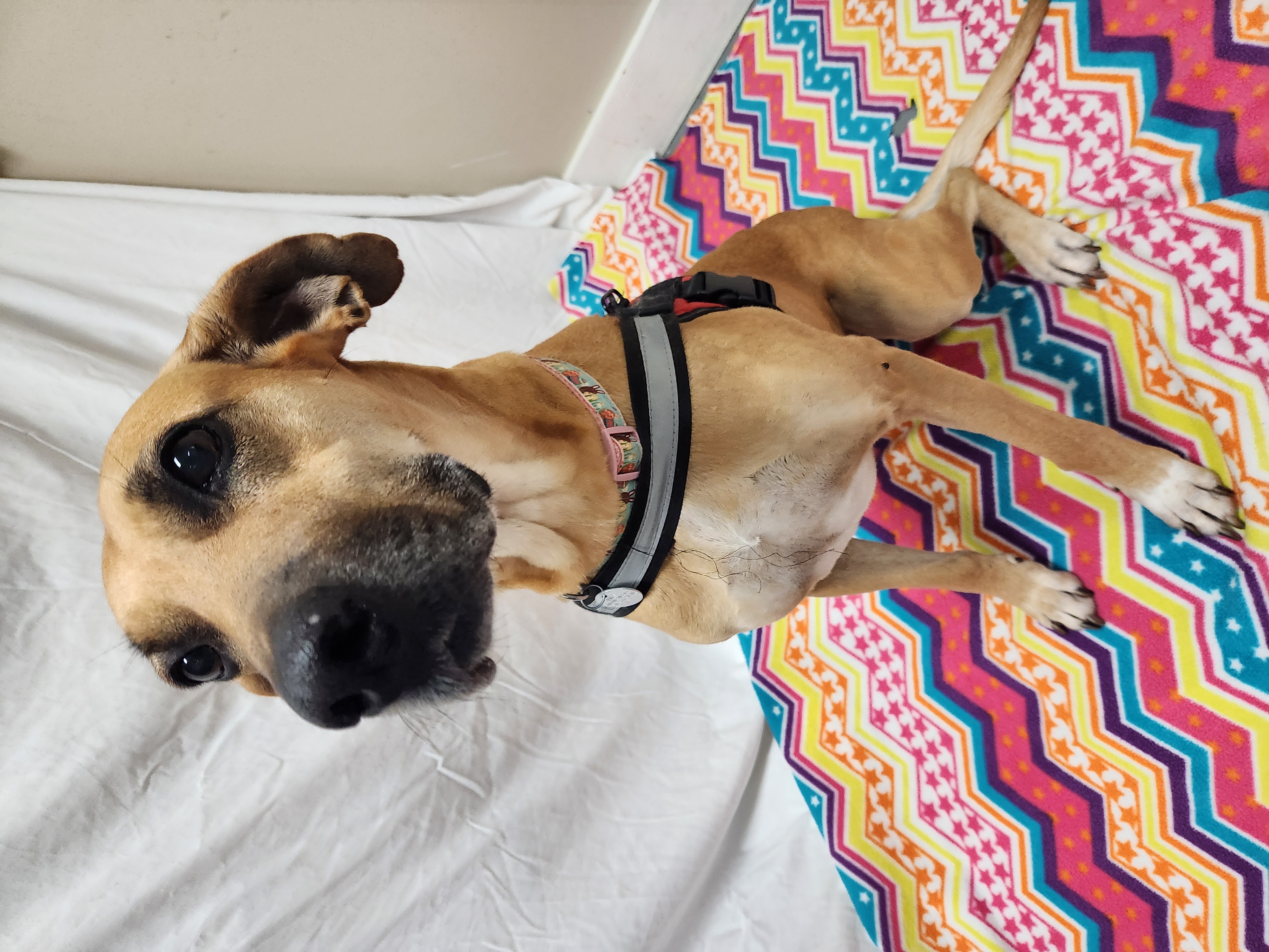 Loretta Jane, a Adoptable Great Dane in Hawk Point, MO image 4/4