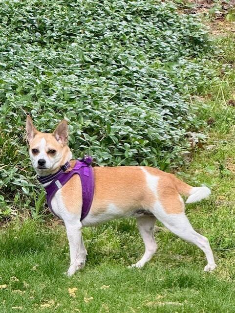 Coffee, Adoptable, Adult Female Chihuahua.
