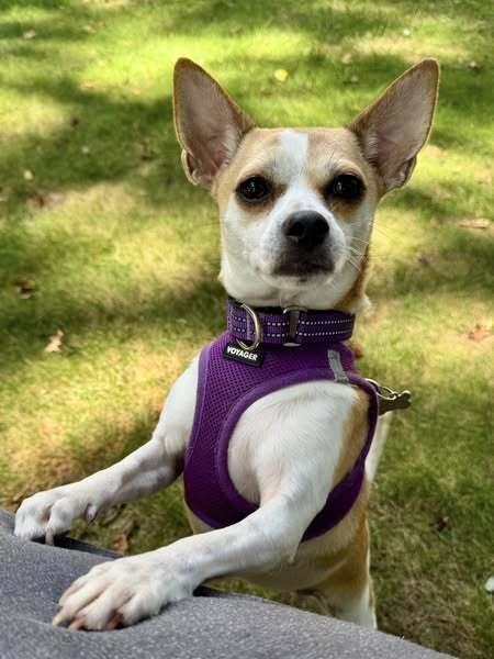 Coffee, a Adoptable mixed breed in Milton, DE image 2/6