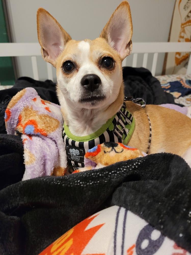Coffee, a Adoptable mixed breed in Milton, DE image 3/6