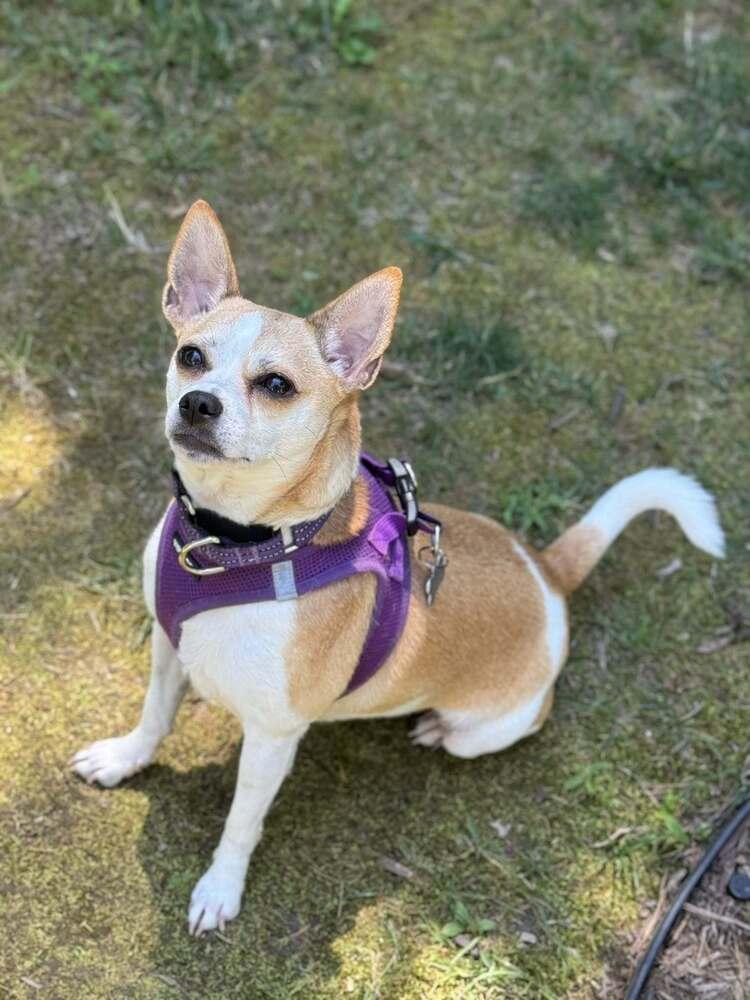 Coffee, a Adoptable mixed breed in Milton, DE image 4/6