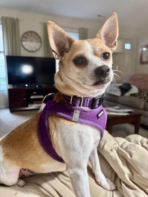 Coffee, a Adoptable mixed breed in Milton, DE image 5/6