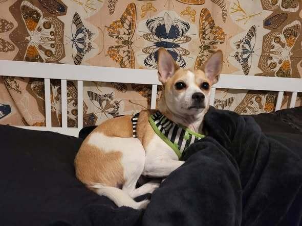 Coffee, a Adoptable mixed breed in Milton, DE image 6/6