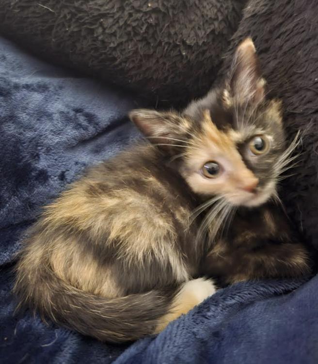 Vaporeon, adopted, Kitten Female Calico & Domestic Short Hair.
