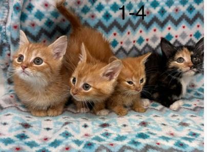 Enlarge Vaporeon, an adopted mixed breed in New York, NY image 3/4