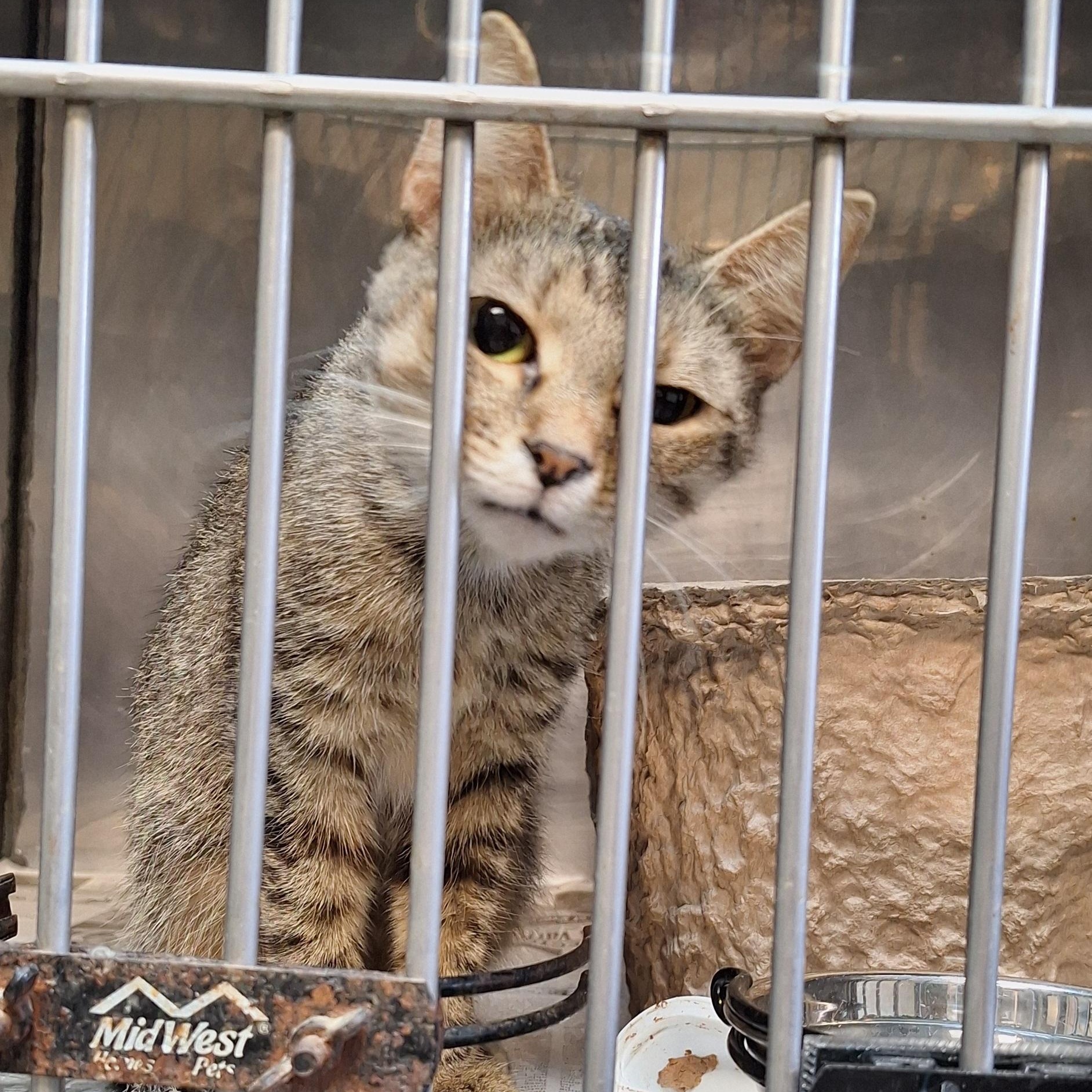 Enlarge Mia, a Adoptable Tabby in Clay City, KY image 2/5