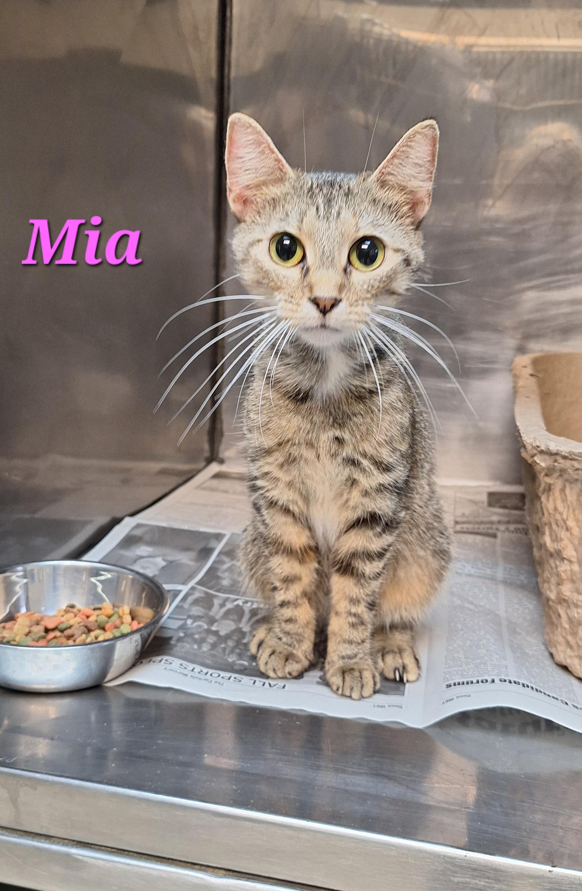 Enlarge Mia, a Adoptable Tabby in Clay City, KY image 1/5