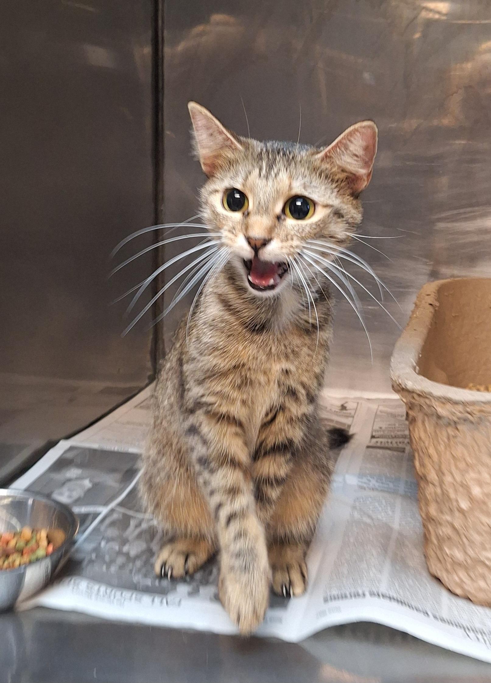 Enlarge Mia, a Adoptable Tabby in Clay City, KY image 5/5