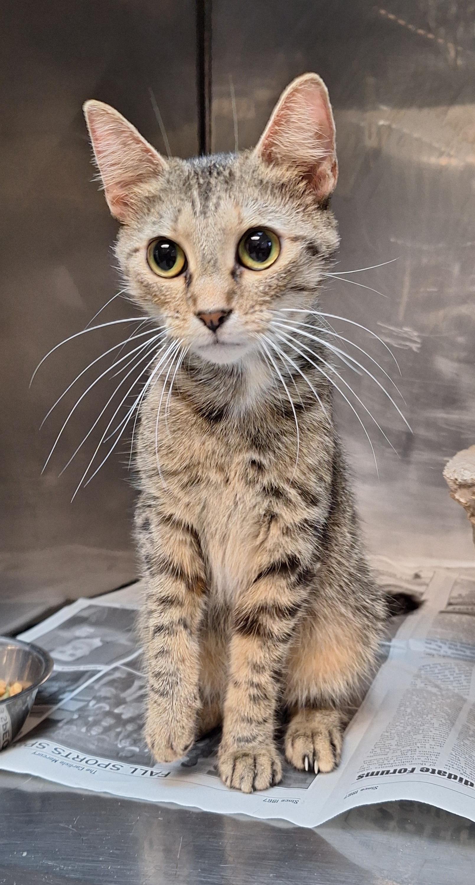 Enlarge Mia, a Adoptable Tabby in Clay City, KY image 3/5