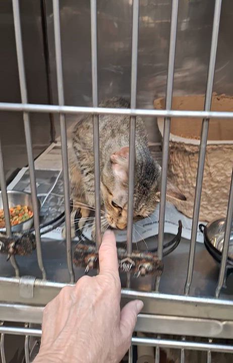 Enlarge Mia, a Adoptable Tabby in Clay City, KY video 4/5