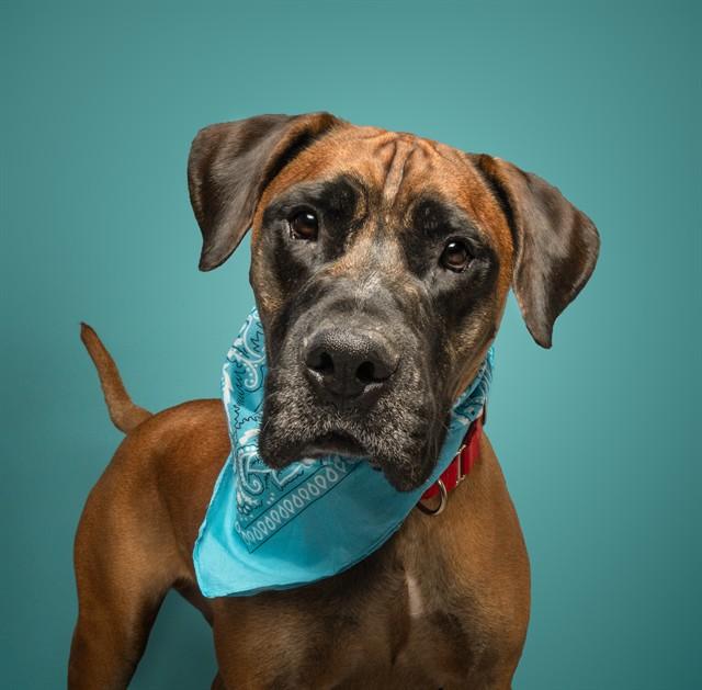 Enlarge WALTER, a Adoptable mixed breed in Saint Louis, MO image 1/1