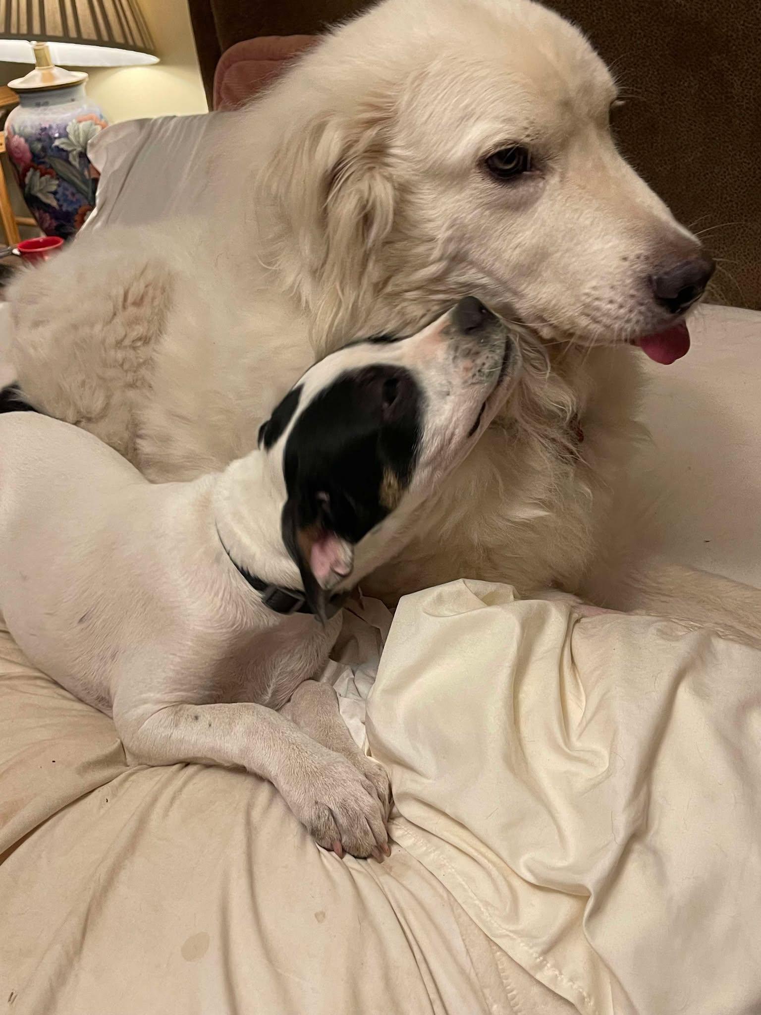 Enlarge Wyatt Earp, a ADOPTABLE mixed breed in Kiowa, OK image 5/6