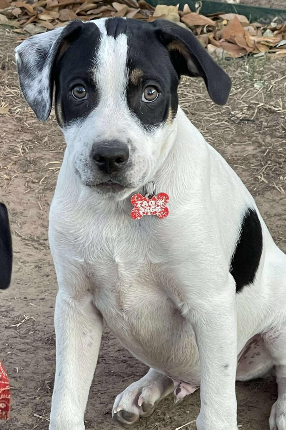 Enlarge Wyatt Earp, a ADOPTABLE mixed breed in Kiowa, OK image 6/6