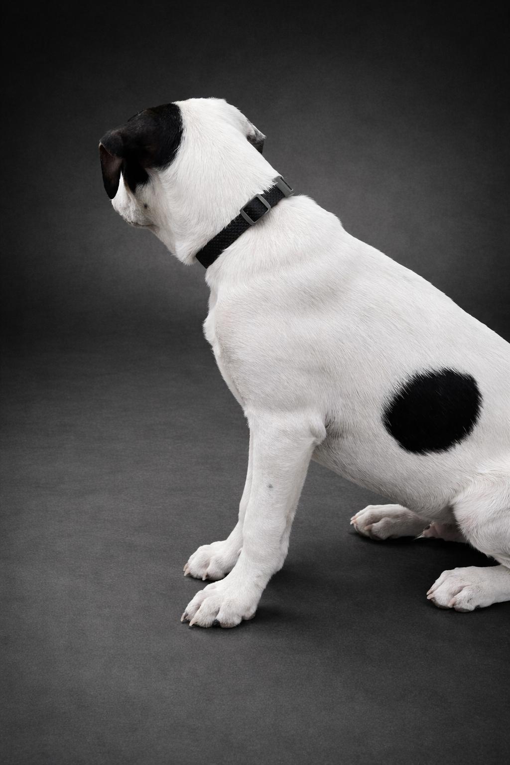 Enlarge Wyatt Earp, a ADOPTABLE mixed breed in Kiowa, OK image 2/6