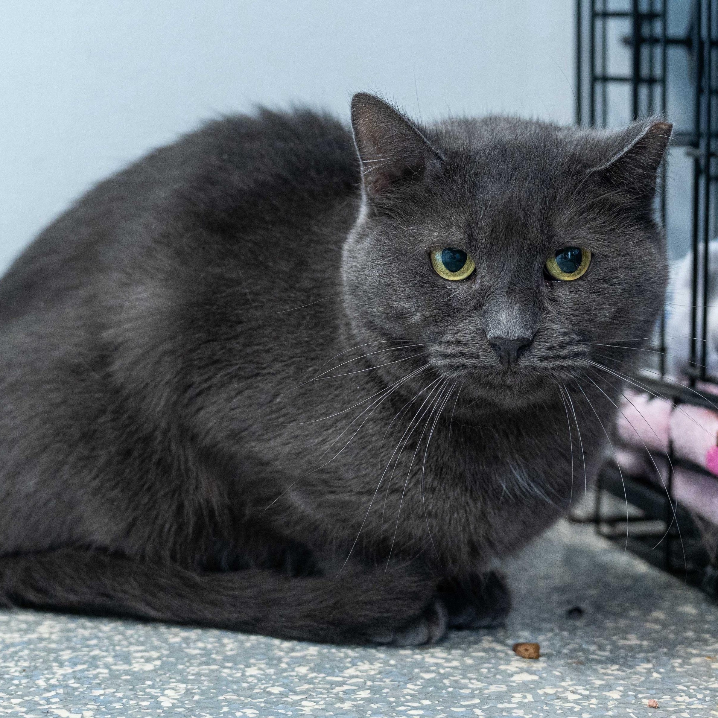 Enlarge Gwen & Silver, a Adoptable Domestic Short Hair in North Haven, CT image 4/6