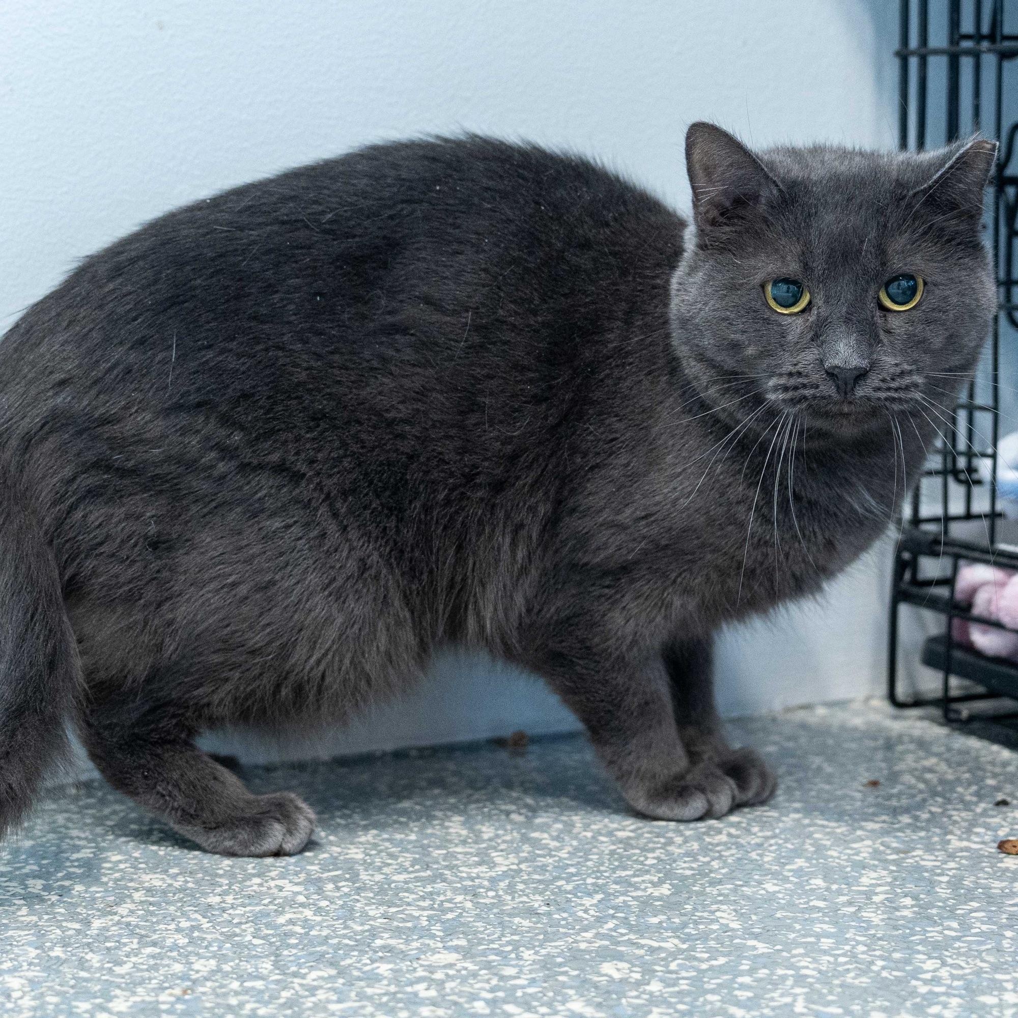 Enlarge Gwen & Silver, a Adoptable Domestic Short Hair in North Haven, CT image 6/6
