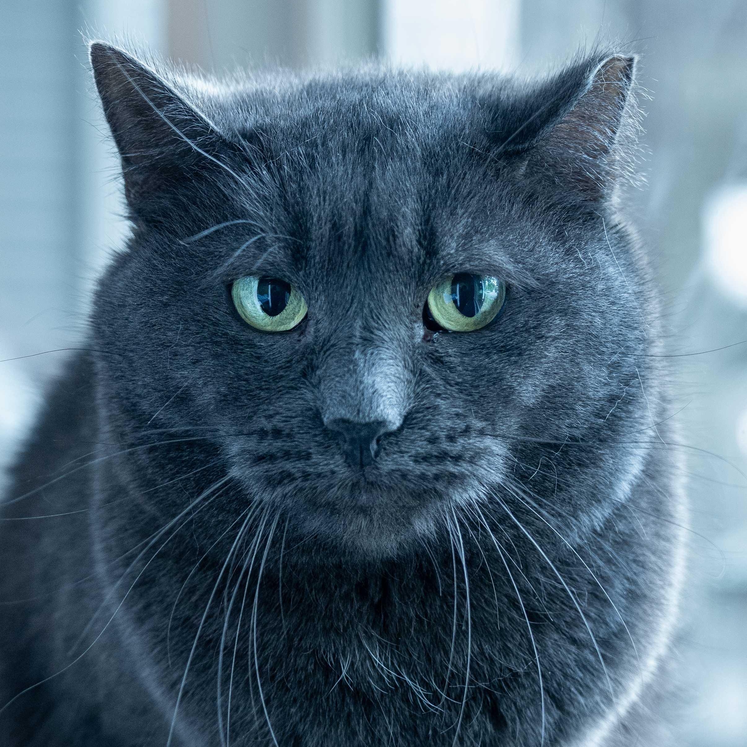 Enlarge Gwen & Silver, a Adoptable Domestic Short Hair in North Haven, CT image 2/6