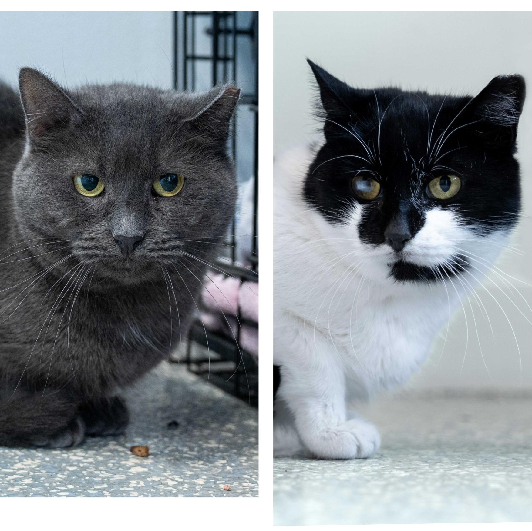 Gwen & Silver, Adoptable, Adult Female Domestic Short Hair.