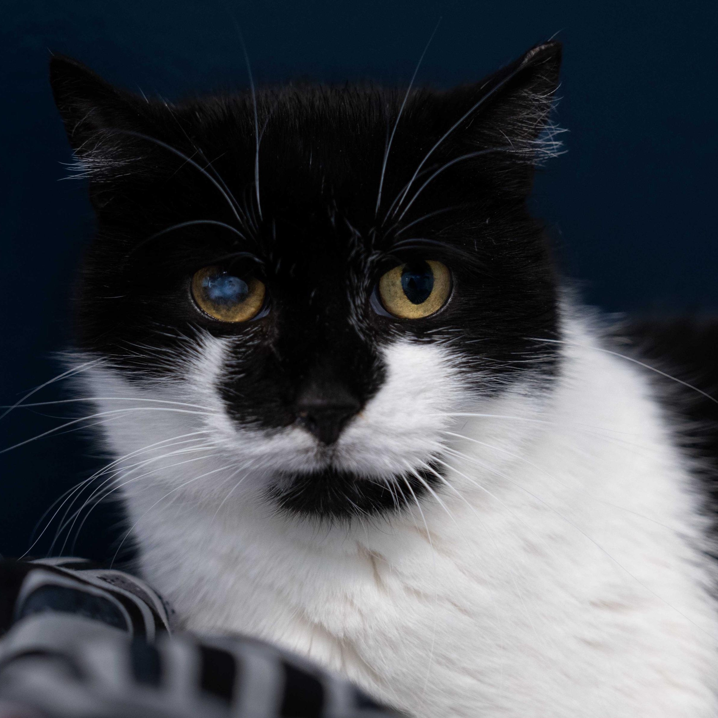 Enlarge Gwen & Silver, a Adoptable Domestic Short Hair in North Haven, CT image 3/6