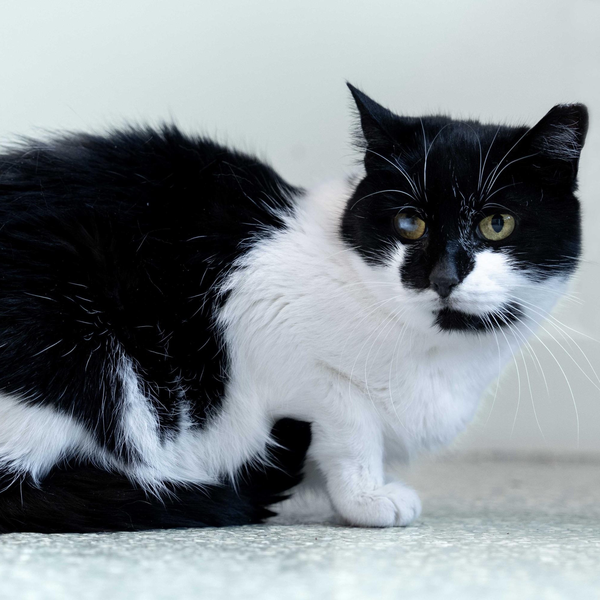 Enlarge Gwen & Silver, a Adoptable Domestic Short Hair in North Haven, CT image 5/6