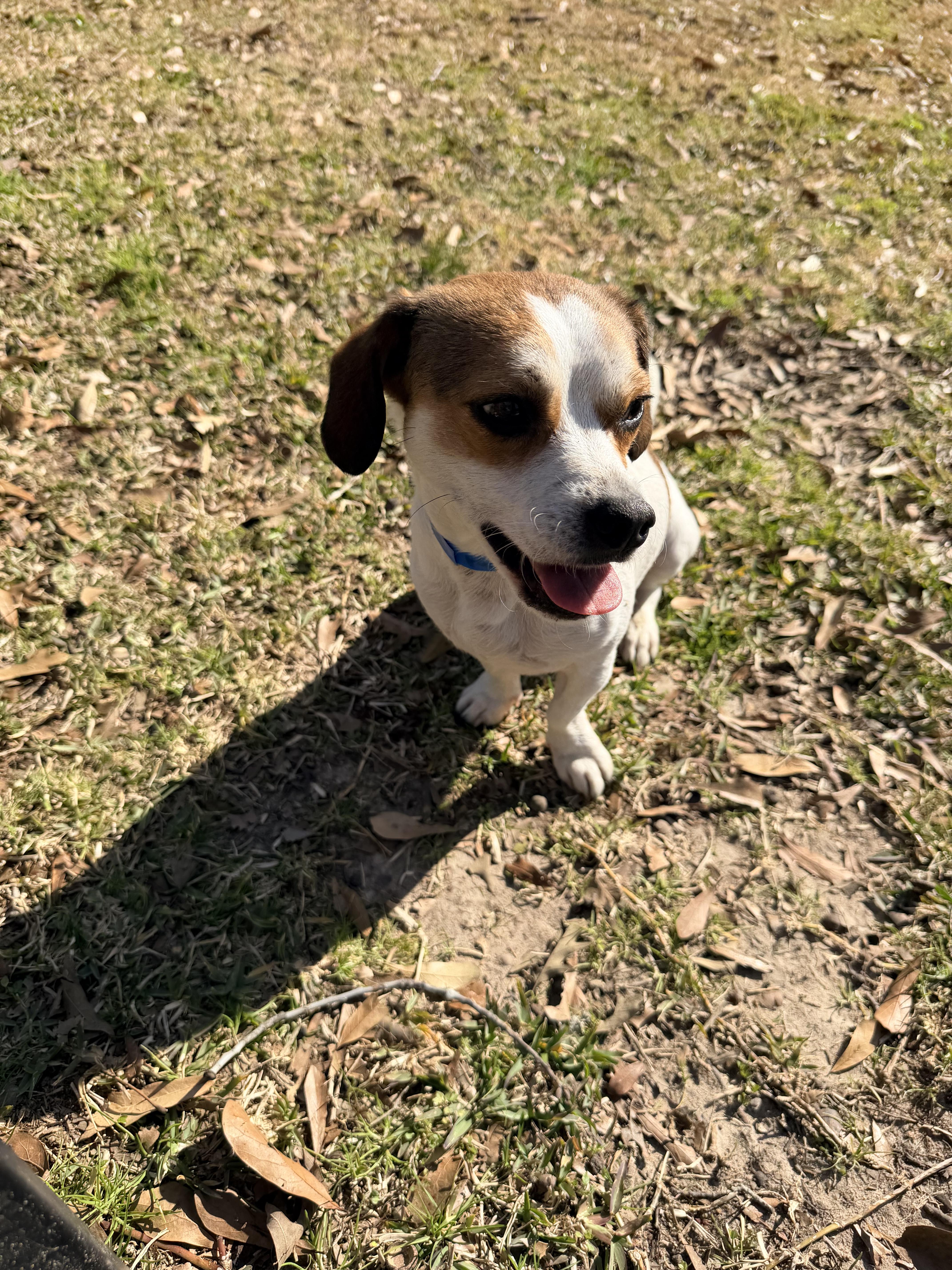 Enlarge Corbin, a ADOPTABLE mixed breed in Baker, LA image 4/6