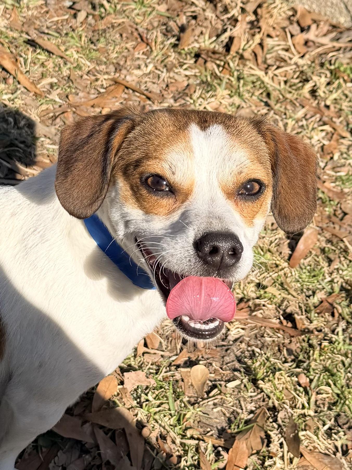 Enlarge Corbin, a ADOPTABLE mixed breed in Baker, LA image 6/6