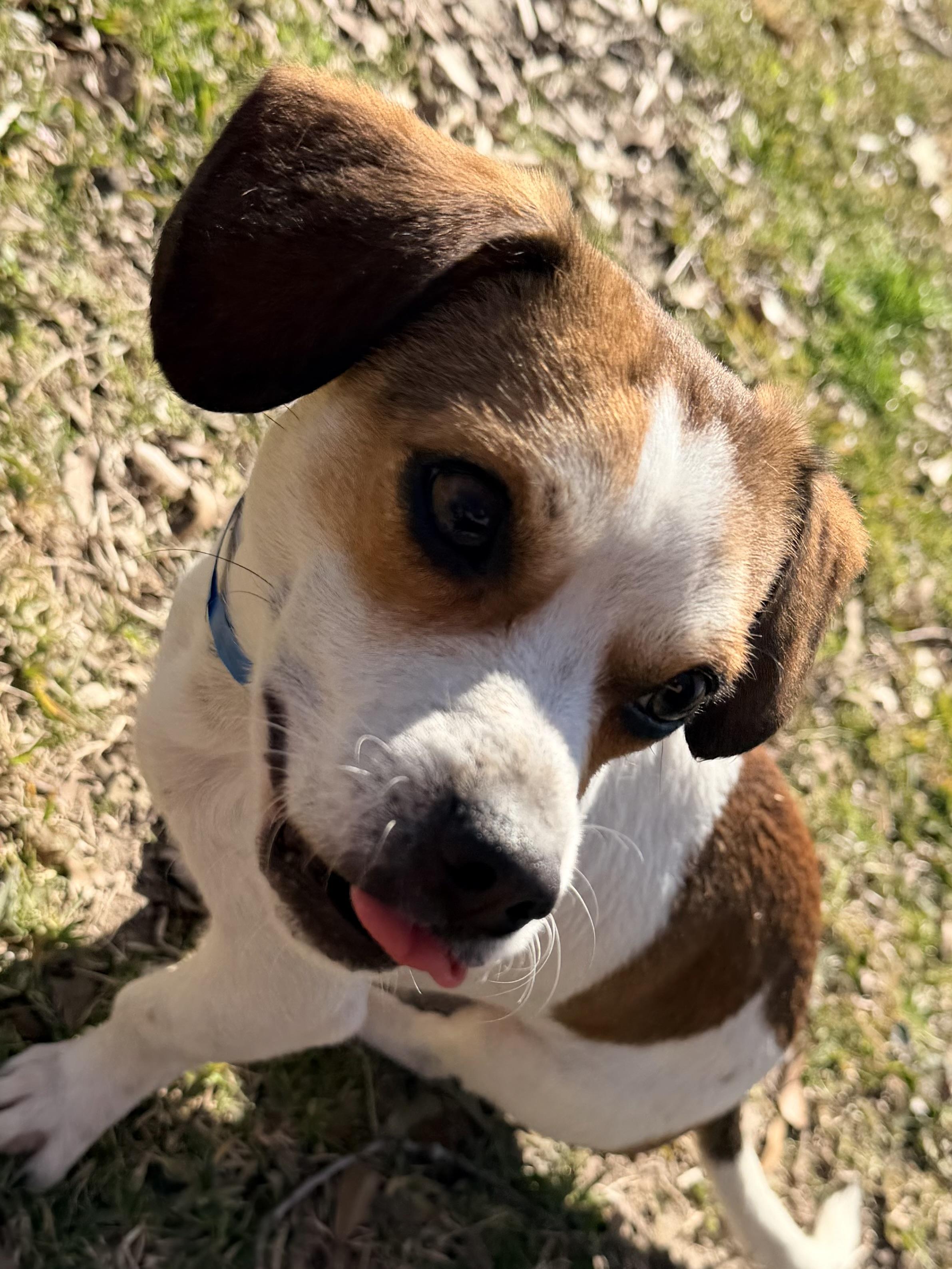 Enlarge Corbin, a ADOPTABLE mixed breed in Baker, LA image 5/6
