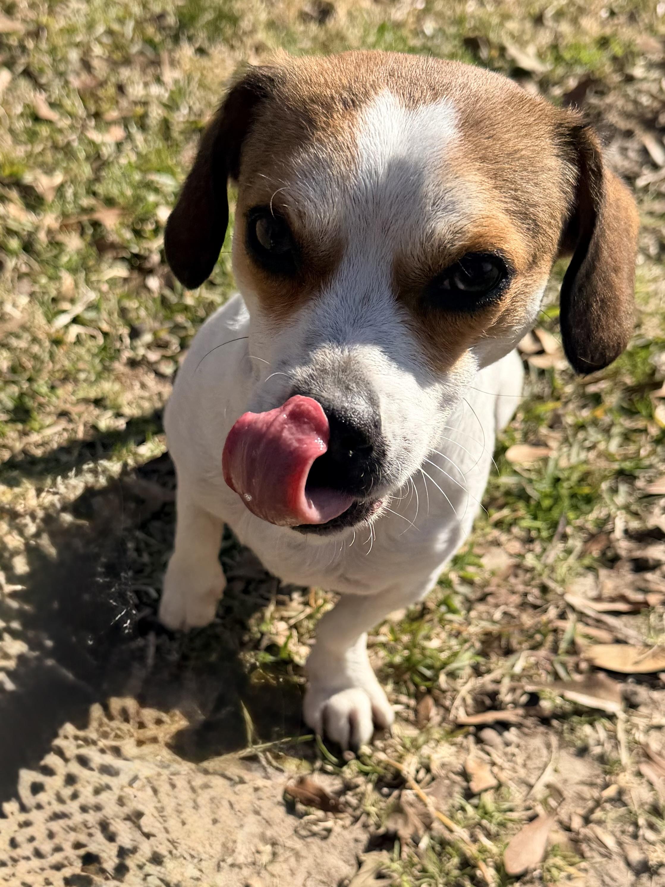 Enlarge Corbin, a ADOPTABLE mixed breed in Baker, LA image 2/6