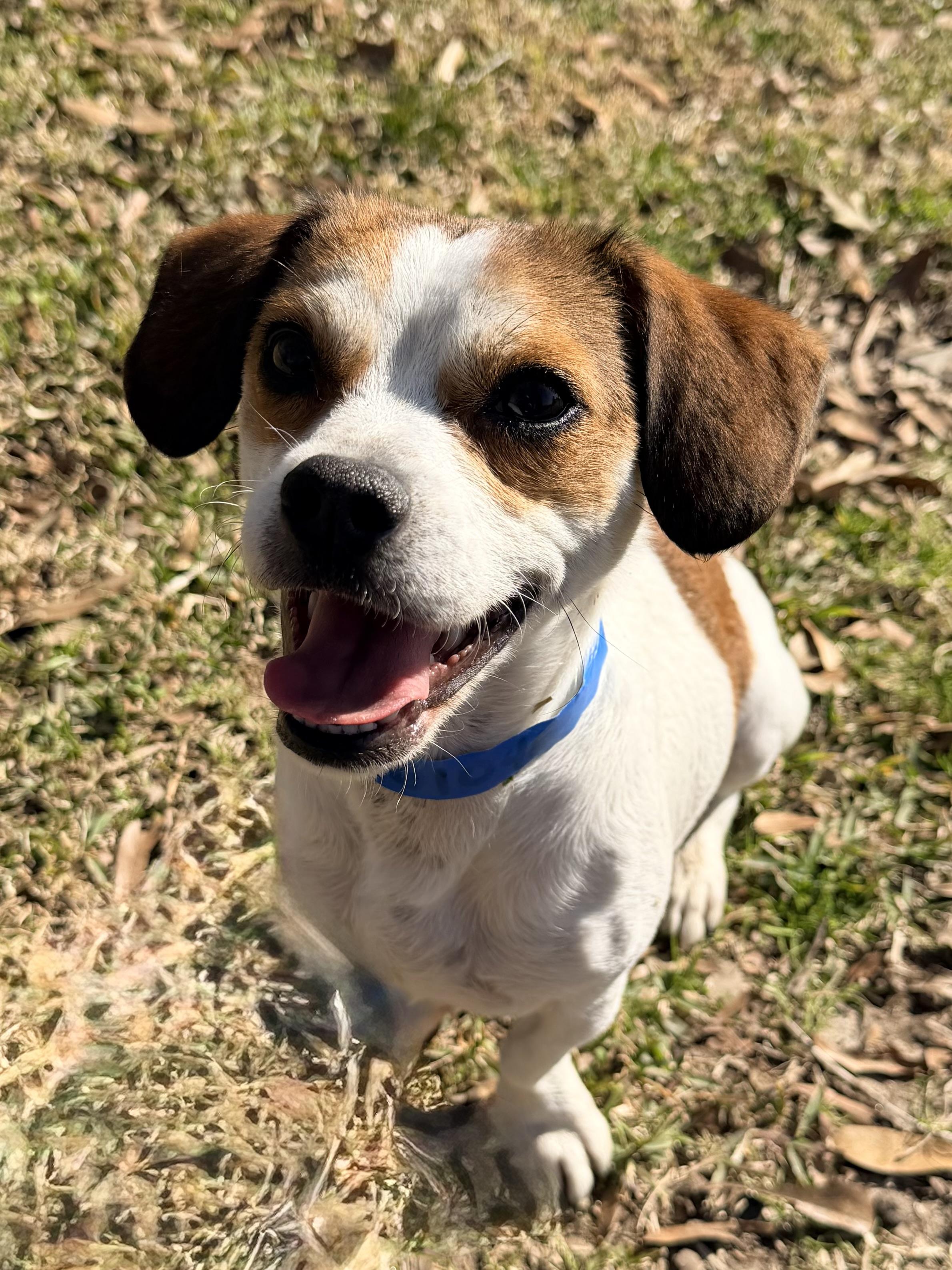 Corbin, ADOPTABLE, Adult Male Beagle & Dachshund.