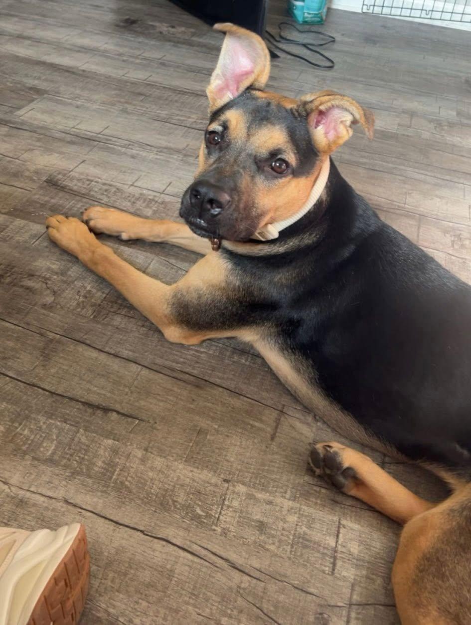 Areli, adopted, Young Male German Shepherd Dog.