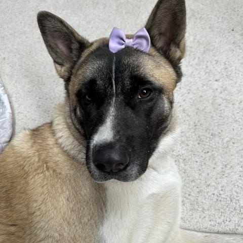 Nola Sue 406-845-3074 not at shelter, ADOPTABLE, Adult Female Akita.