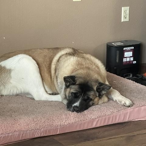 Nola Sue 406-845-3074 not at shelter, a ADOPTABLE Akita in Choteau, MT image 2/2