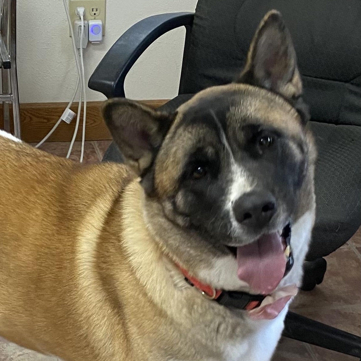 Nola Sue, ADOPTABLE, Adult Female Akita.