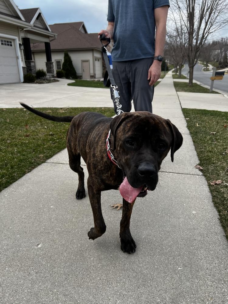 Enlarge Stanley, a Adoptable Mastiff in Oswego, IL image 1/3