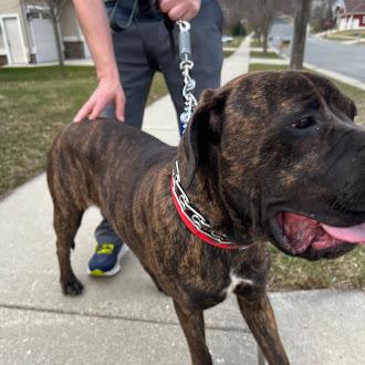 Enlarge Stanley, a Adoptable Mastiff in Oswego, IL image 2/3