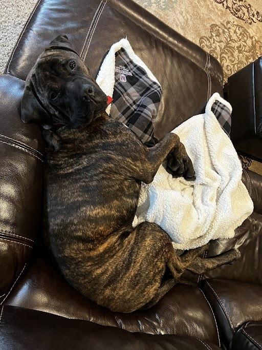 Enlarge Stanley, a Adoptable Mastiff in Oswego, IL image 3/3