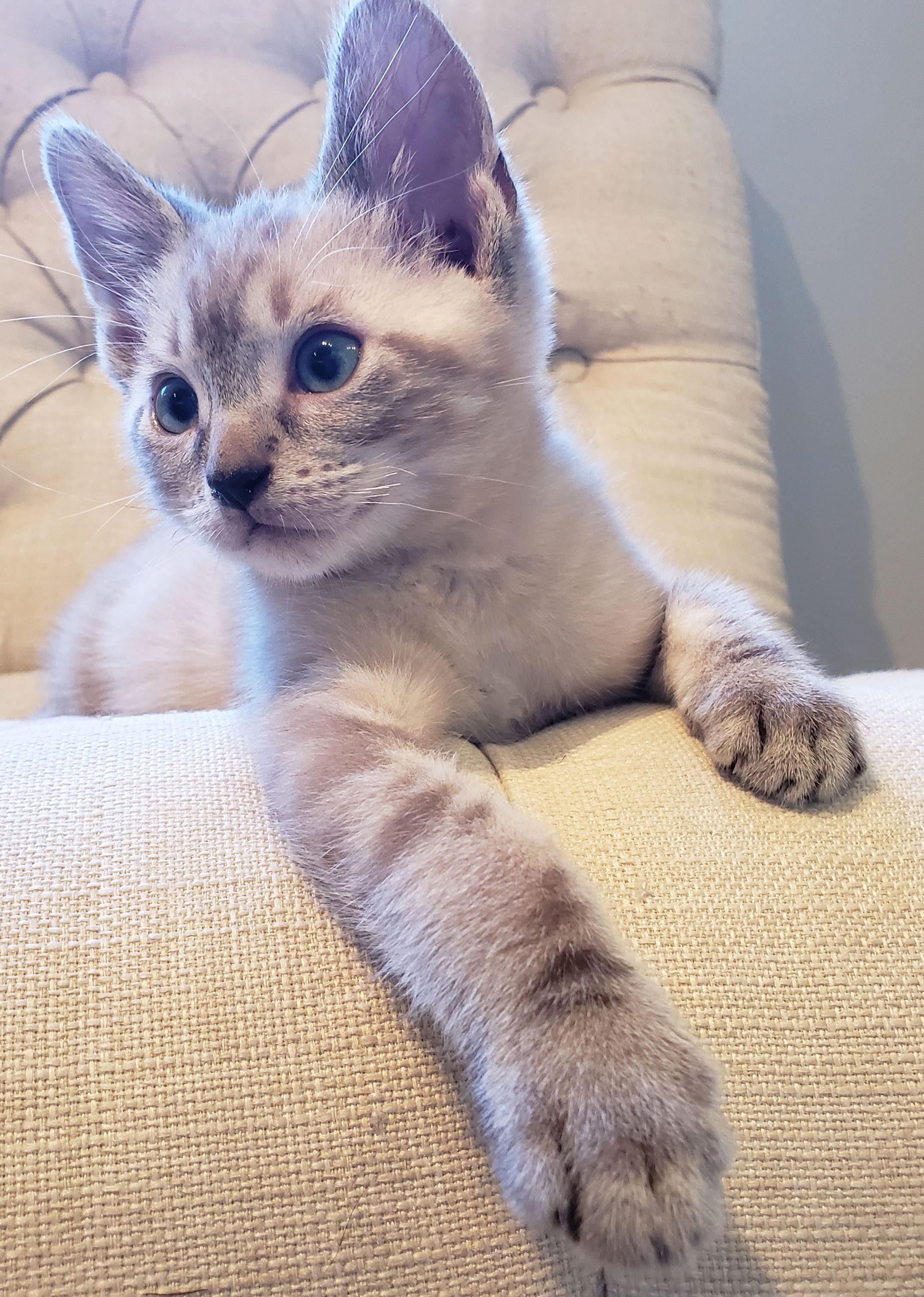 Maximus