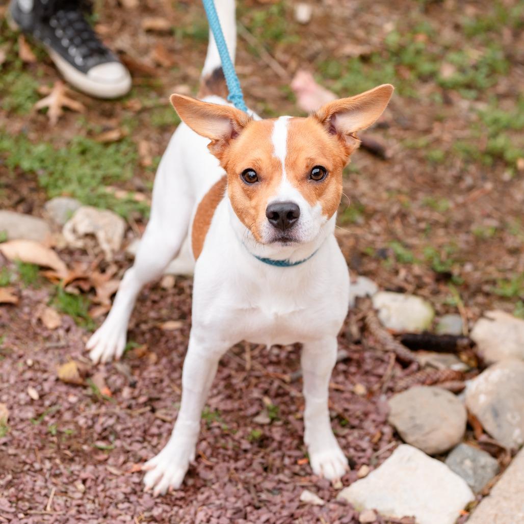 Benji Boy, Adoptable, Adult Male Jack Russell Terrier.