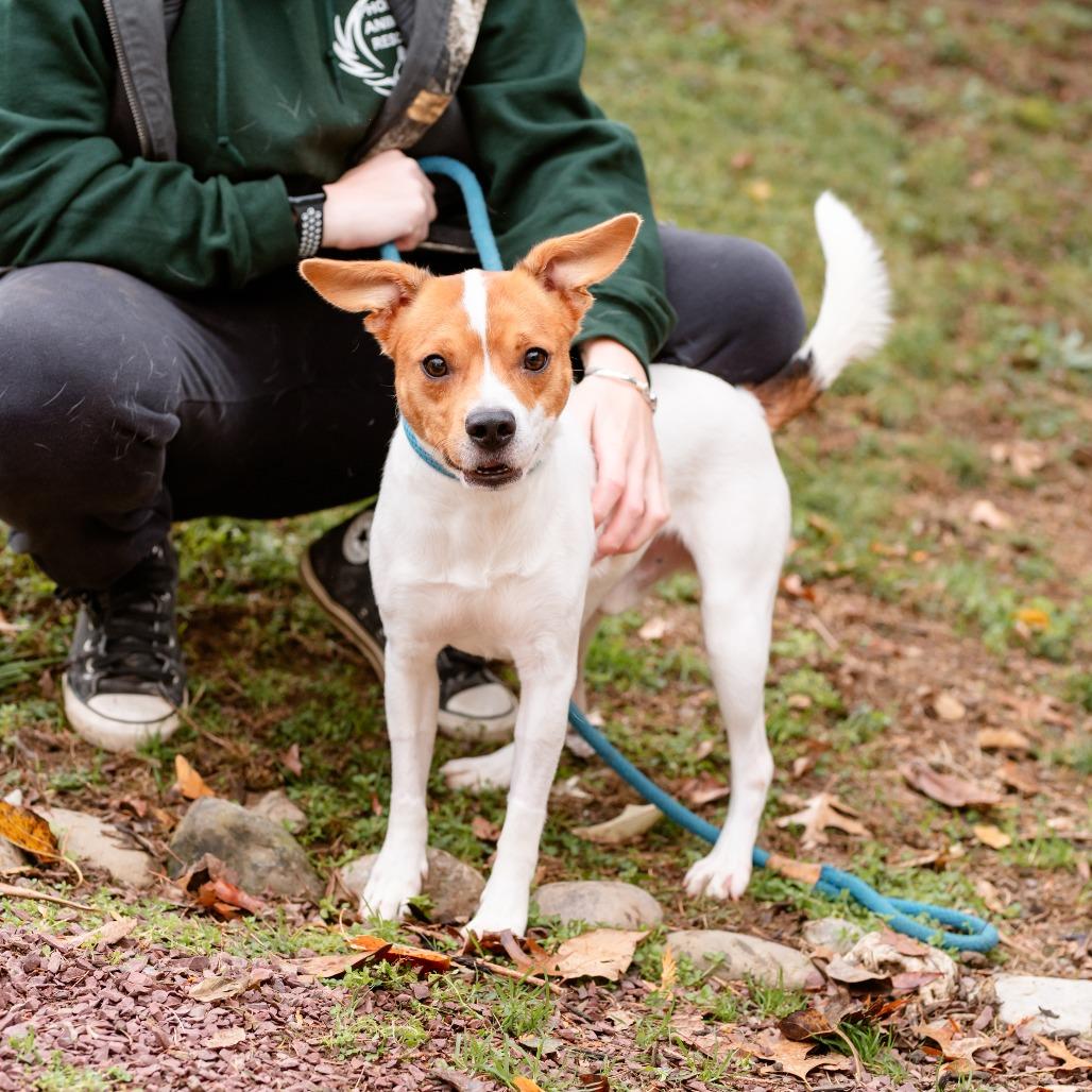 Benji Boy, a Adoptable Jack Russell Terrier in Chester Springs, PA image 3/5
