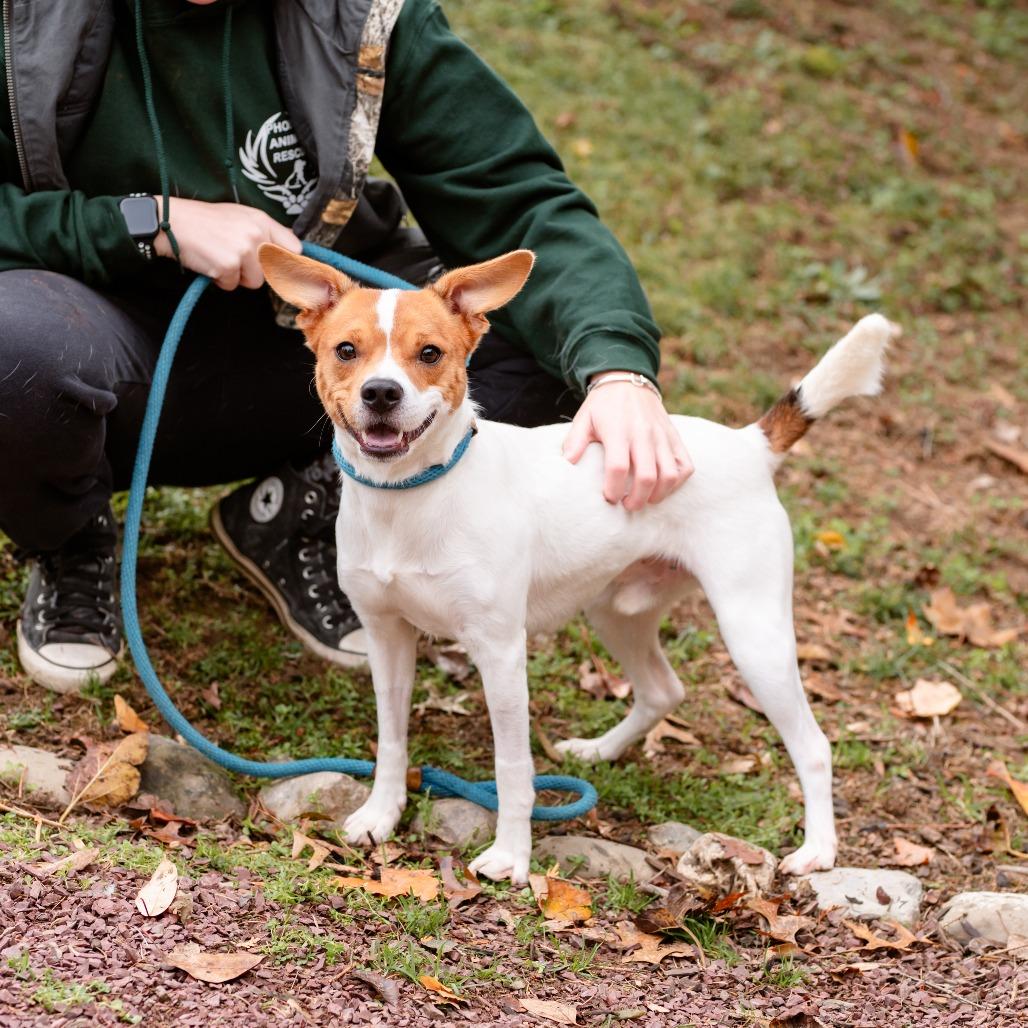 Benji Boy, a Adoptable Jack Russell Terrier in Chester Springs, PA image 4/5