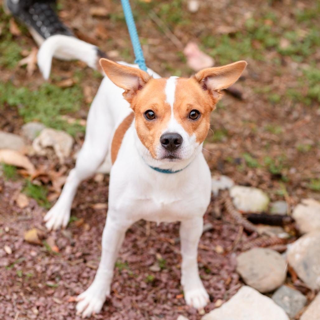 Benji Boy, a Adoptable Jack Russell Terrier in Chester Springs, PA image 5/5